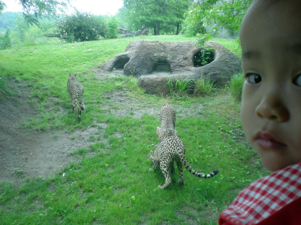 [Cheetahs2008-05-24.JPG]