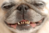 [dog_teeth.jpg]