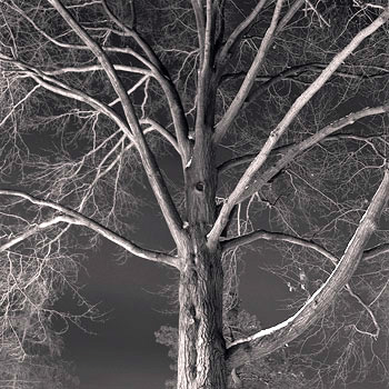 [Landscapes+_Night_Tree.jpg]