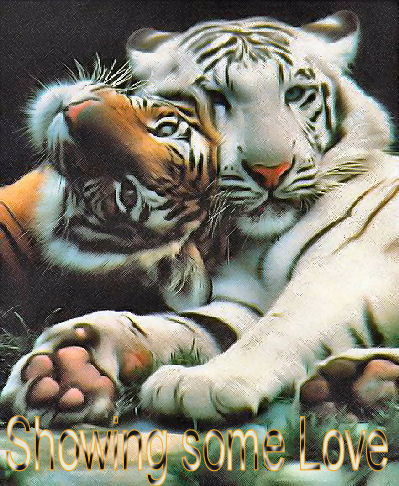 [i+love+tigers.jpg]