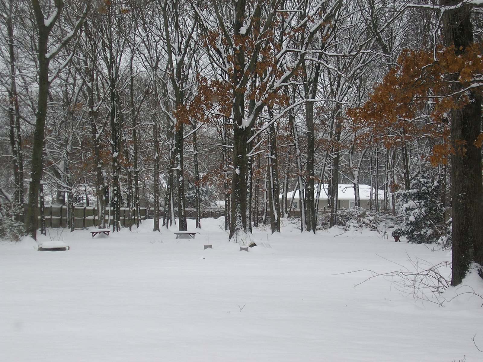 [backyard+in+snow.JPG]