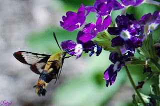 Pure Luck – Hummingbird Moth