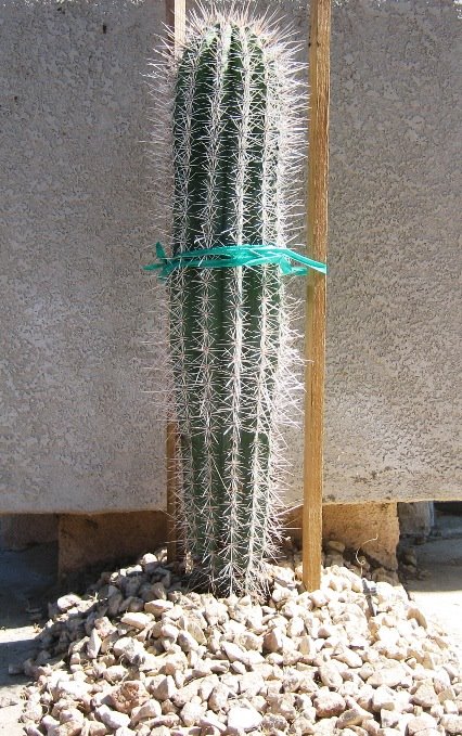 [Cactus_palm_springs.jpg]