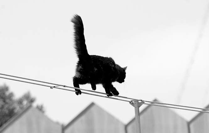[Cat+on+a+Wire+(2).jpg]