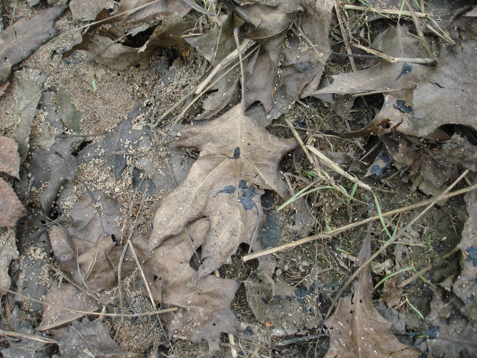[tadpole.on.an.oak.leaf.JPG]