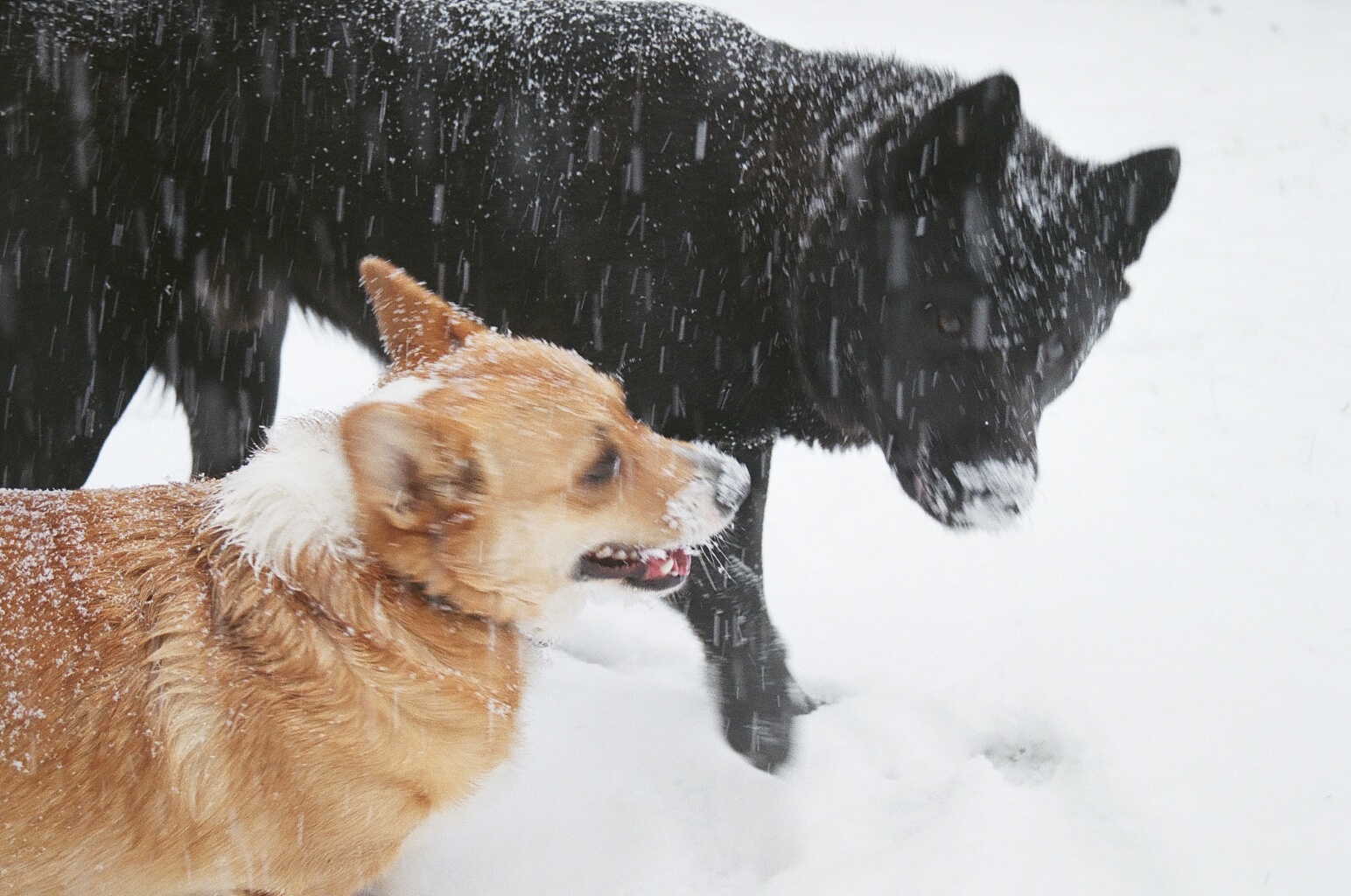 [Snow+dogs.jpg]