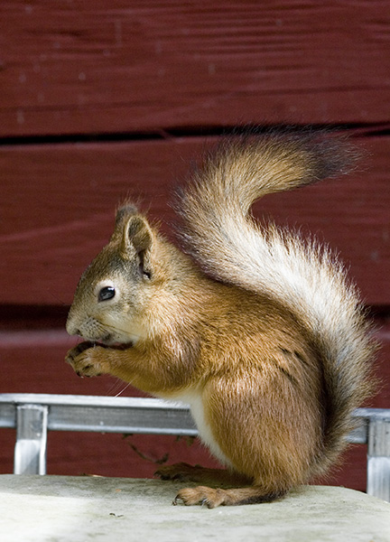 [Squirrel-eating-peanuts.jpg]