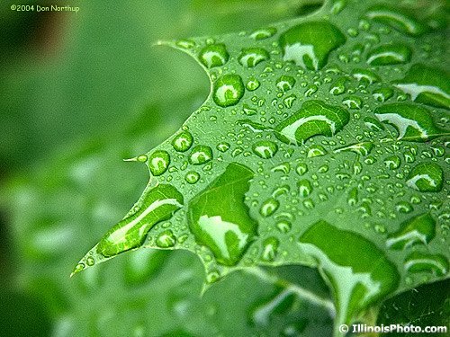 [rain-greenleaf.jpg]
