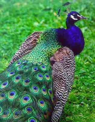 [peacock-1.jpg]