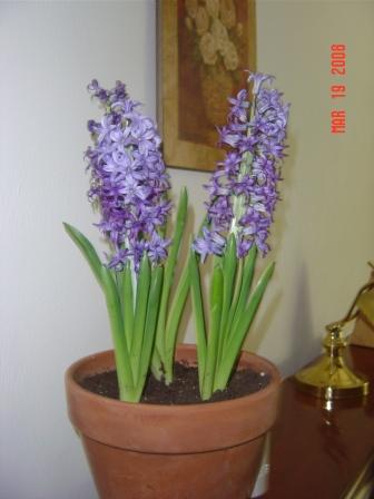 [Hyacinth.JPG]