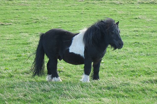 [shetland+pony.jpg]