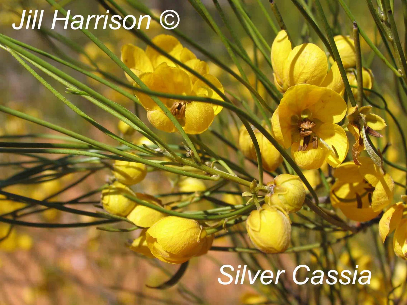 Silver Cassia
