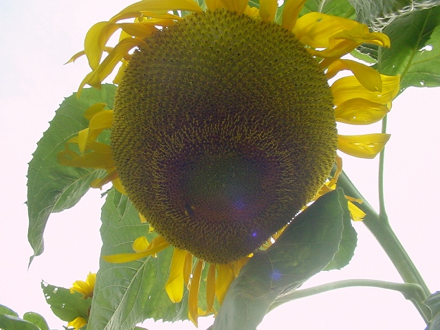 [Sunflower4.jpg]