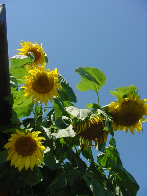 [sunflower+up.JPG]