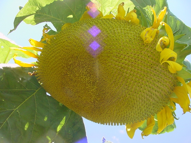 [sunflower+large.JPG]