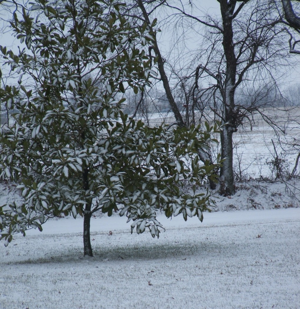 [Snow+in+Kentucky2.JPG]