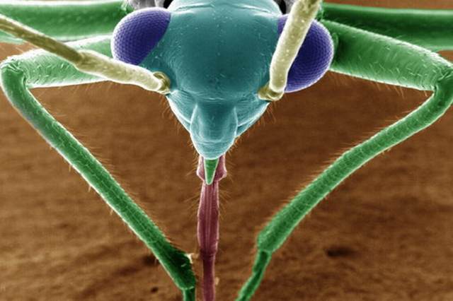 [Insects-microscope-17.jpg]