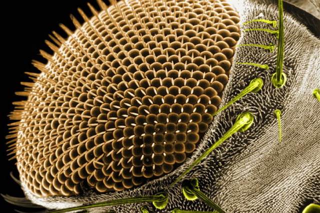 [Insects-microscope-13.jpg]