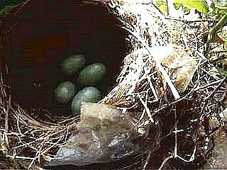 [Nest+Eier.jpg]