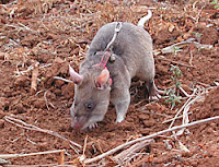 African Pouch Rat (Cricetomys spp.)Photo Credit: floridakeystreasures.com