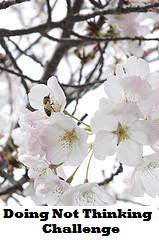 [small-blossom2.jpg]