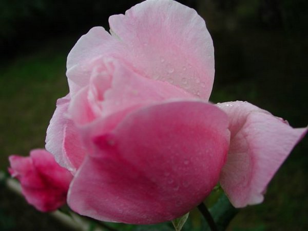 [rosas (07).jpg]