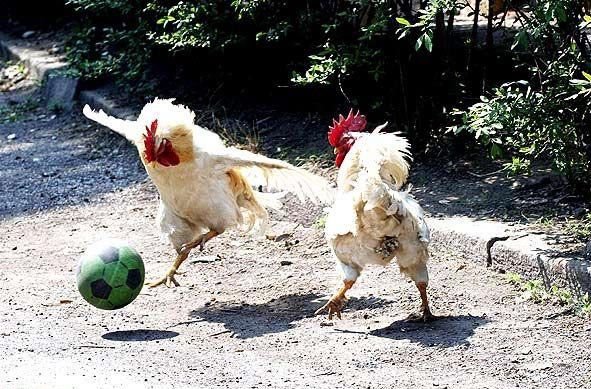 [chicken-soccer.jpg]