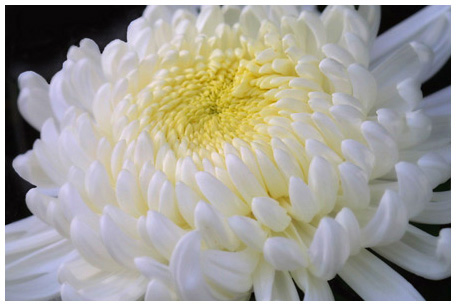[Chrysanthemum+white.jpg]