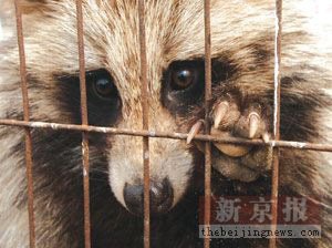 [Killing-Fur-animals3_web.jpg]