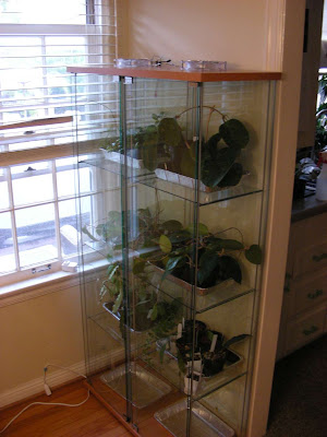 mini indoor greenhouse
