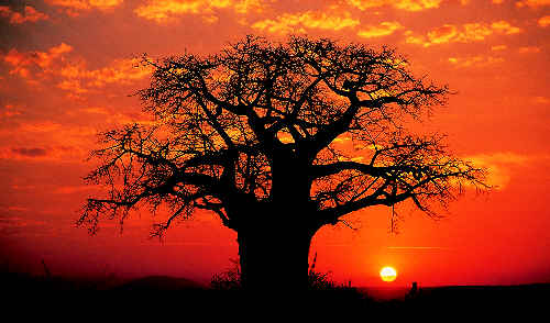 [baobab-tree.jpg]