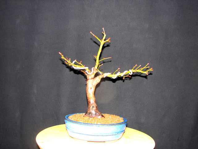[bonsai+1544.jpg]