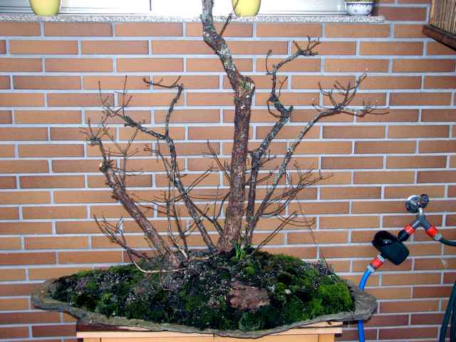 [bonsai+1685.jpg]
