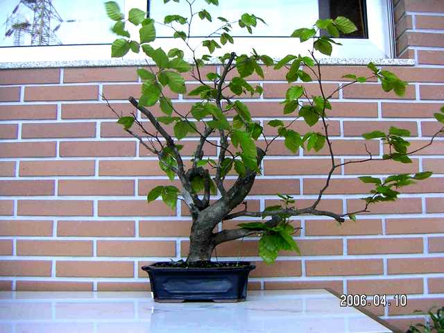 [bonsai+415.jpg]