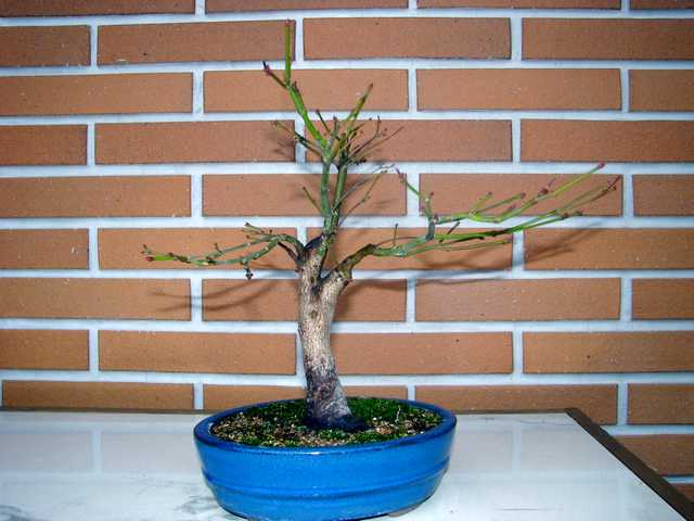 [bonsai+1100.jpg]