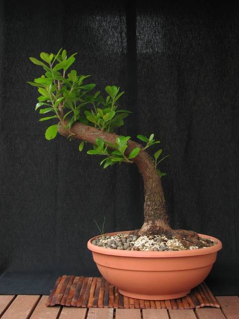[bonsai+546a.jpg]