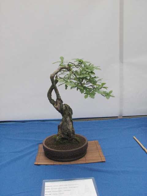[bonsai+630.jpg]