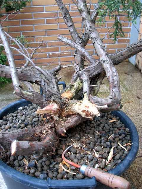 [bonsai+668a.jpg]