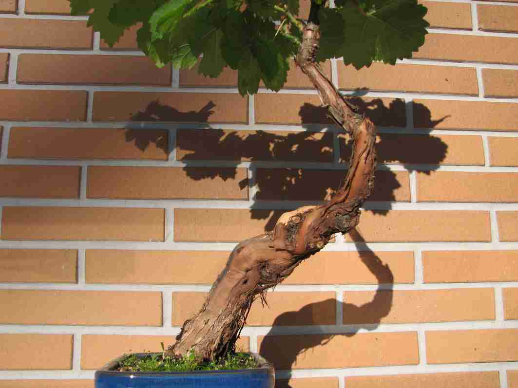 [bonsai+715.jpg]