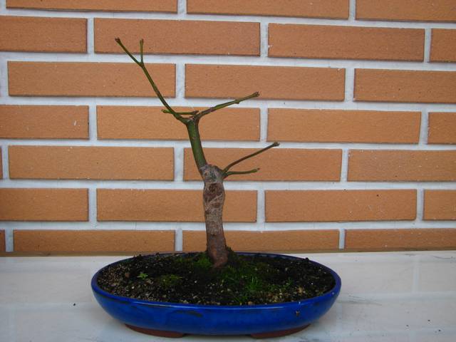 [bonsai+1085.jpg]