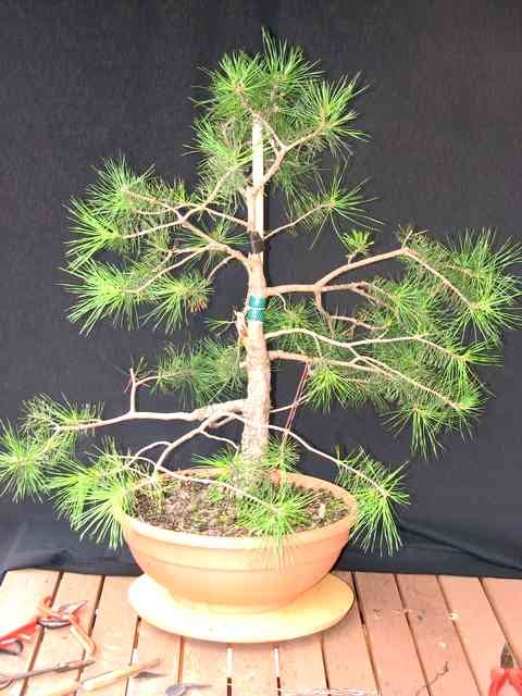 [bonsai+844a.jpg]