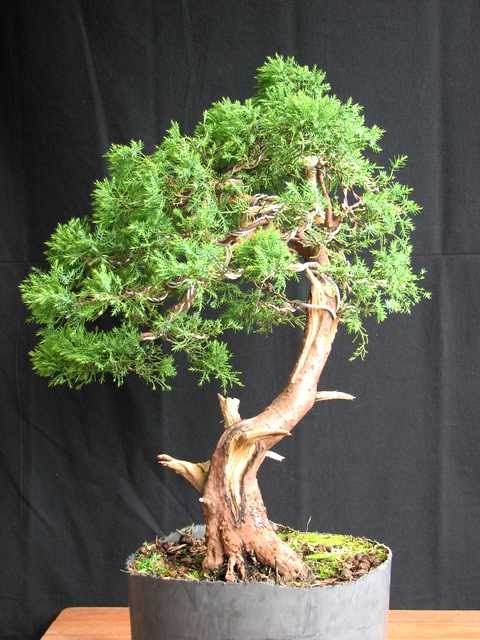[bonsai+565.jpg]