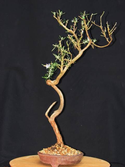 [bonsai+1736.jpg]