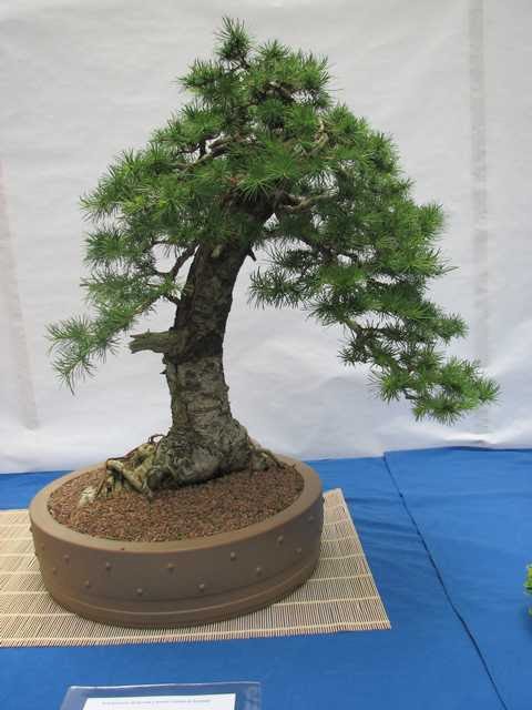 [bonsai+2089.jpg]