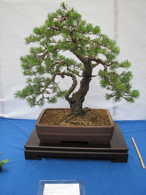 [bonsai+2086.jpg]