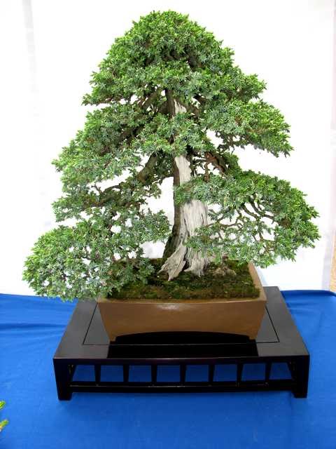 [bonsai+2106.jpg]