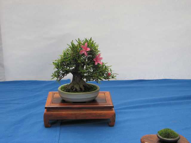 [bonsai+2107.jpg]