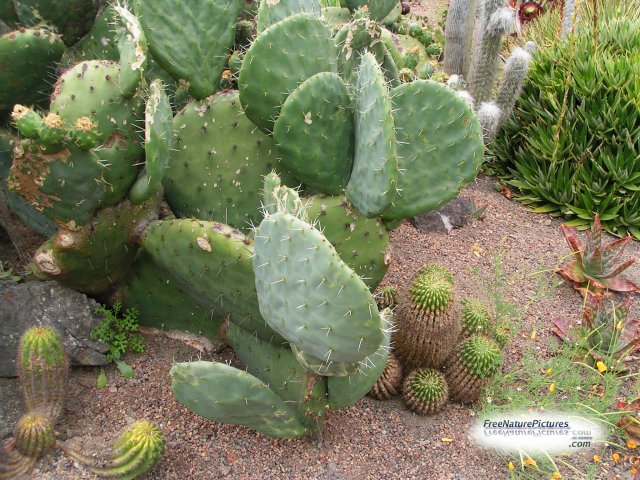 [cactus2.jpg]