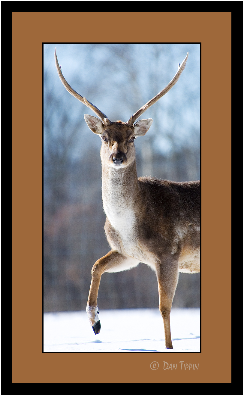 [Deer+-+Face+On+-+Stomp+Foot+-+BLOG+-+Sam's+Place+-++DSC_7203.jpg]