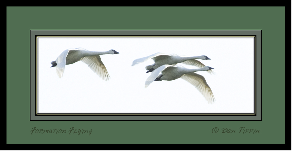 [Three+Swans+Flying+Formation+-+BLOG+-+DSC_8537.jpg]